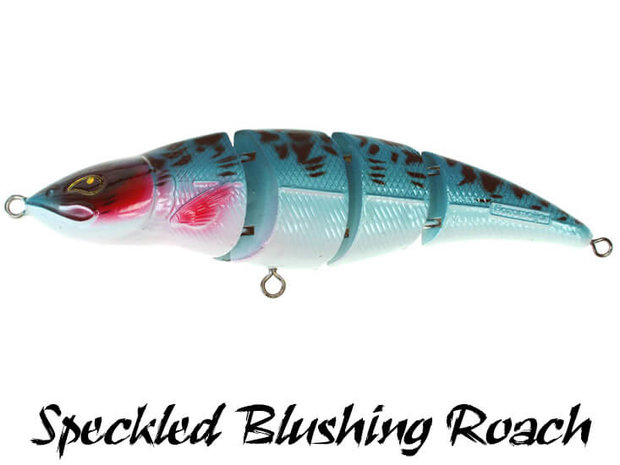 Fatal Attraction Speckled Blushing Roach | Rozemeijer