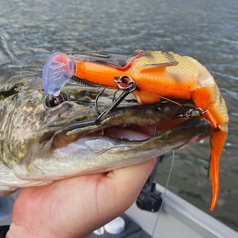 Rozemeijer Sweet Meat Softbait | Golden Roach Snoek